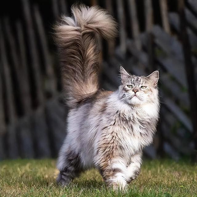 缅因猫幼崽价格纯种的缅因猫多少钱一只