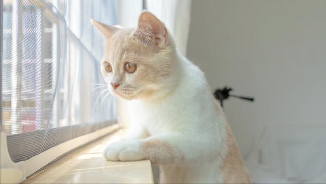 好听的猫咪名字100个男猫英文 男猫咪的名字大全 网络资讯 网络营销十万个为什么 商梦网校 商盟学院