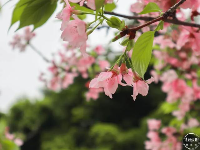 广州创业公园赏樱花，广州创业公园赏樱花_最好时间
