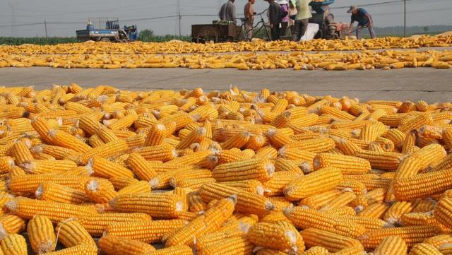 今年玉米收购价多少钱一斤（玉米市场收购价多少钱一斤）