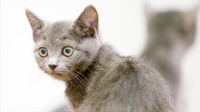 好听的猫咪名字100个男猫英文 男猫咪的名字大全 网络资讯 网络营销十万个为什么 商梦网校 商盟学院