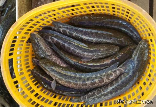 今年的黑鱼批发价是多少一斤（黑鱼在市场上多少钱一斤）