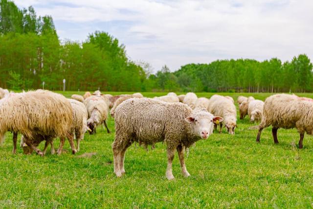 羊肉一斤有多少钱2022（羊肉一斤有多少钱2020）
