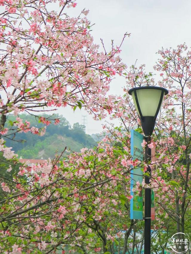 广州创业公园赏樱花，广州创业公园赏樱花_最好时间