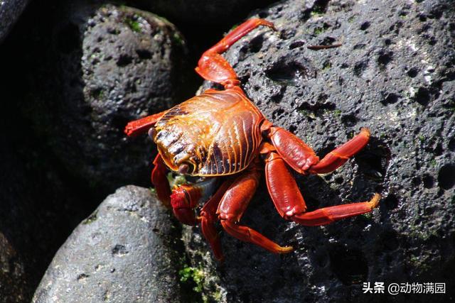 观赏蟹怎么养 小螃蟹（观赏蟹怎么养_）
