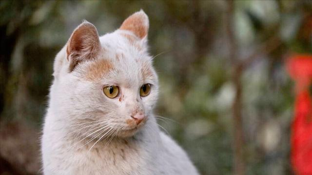 好听的猫咪名字100个男猫英文 男猫咪的名字大全 网络资讯 网络营销十万个为什么 商梦网校 商盟学院