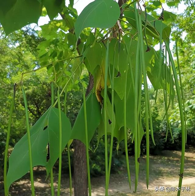 梓树嫩叶可食用,根皮和树皮的韧皮部(名梓白皮)可药用,具有清热解毒