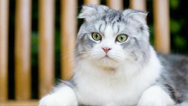 好听的猫咪名字100个男猫英文 男猫咪的名字大全 网络资讯 网络营销十万个为什么 商梦网校 商盟学院