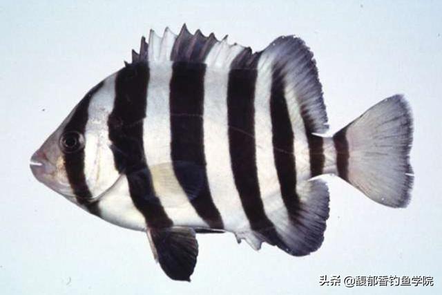 海鱼种类名称图片大全 常吃（常见的海鱼种类名称图片大全）