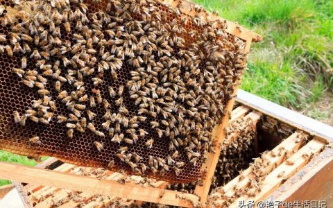 100%纯蜂蜜多少钱一斤（蜂蜜200元一斤）