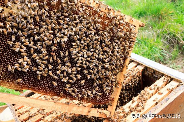 00%纯蜂蜜多少钱一斤（蜂蜜200元一斤）"