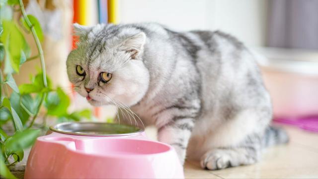 好听的猫咪名字100个男猫英文 男猫咪的名字大全 网络资讯 网络营销十万个为什么 商梦网校 商盟学院